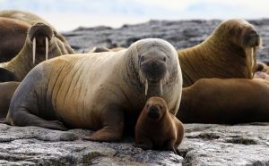 huddle-of-walrus-8065100_1280