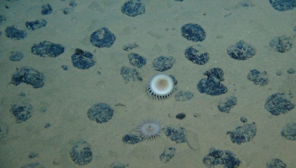 Piden moratoria para frenar la minería en el fondo marino