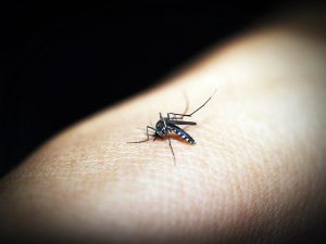 mosquito-1548946_1280
