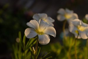 pexels-di-lai-567499892-19763590