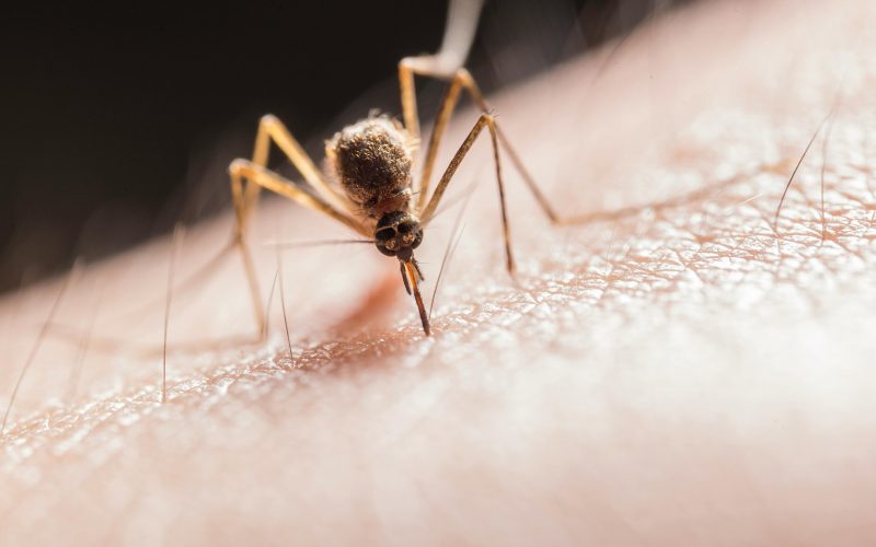 Malaria: ¿Por qué no está disminuyendo el número de casos?