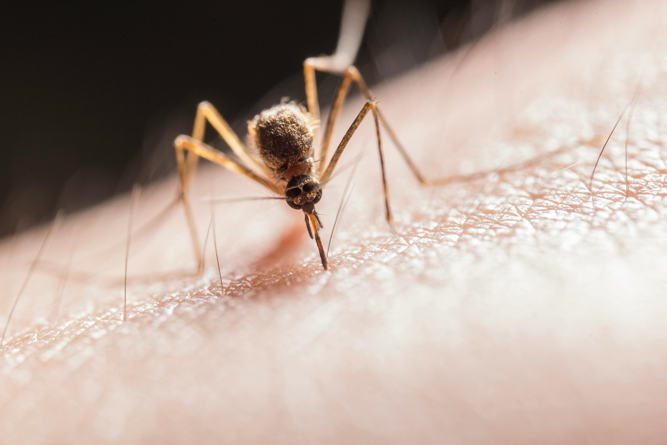 Malaria: ¿Por qué no está disminuyendo el número de casos?