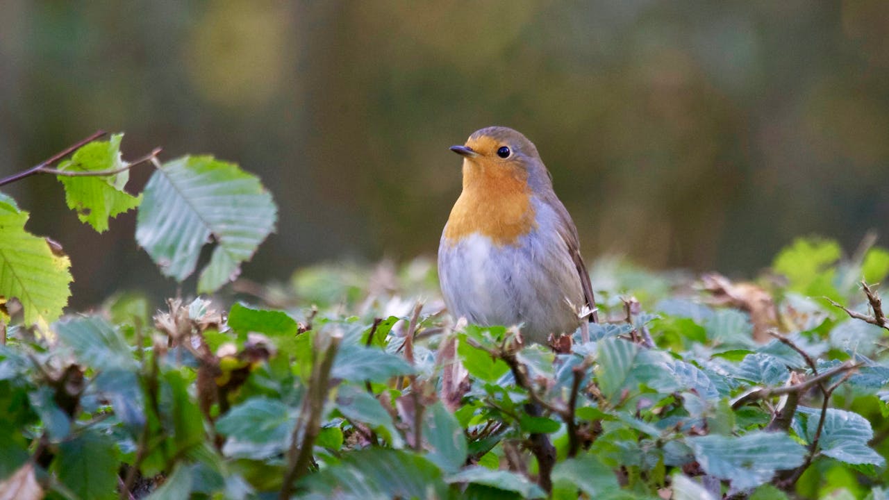 El ritmo del canto de las aves puede tener una base genética