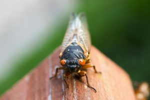 pexels-michael-kropiewnicki-32594-121376