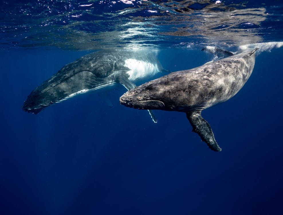 Dominicana amplía zona protegida para conservación de las ballenas jorobadas