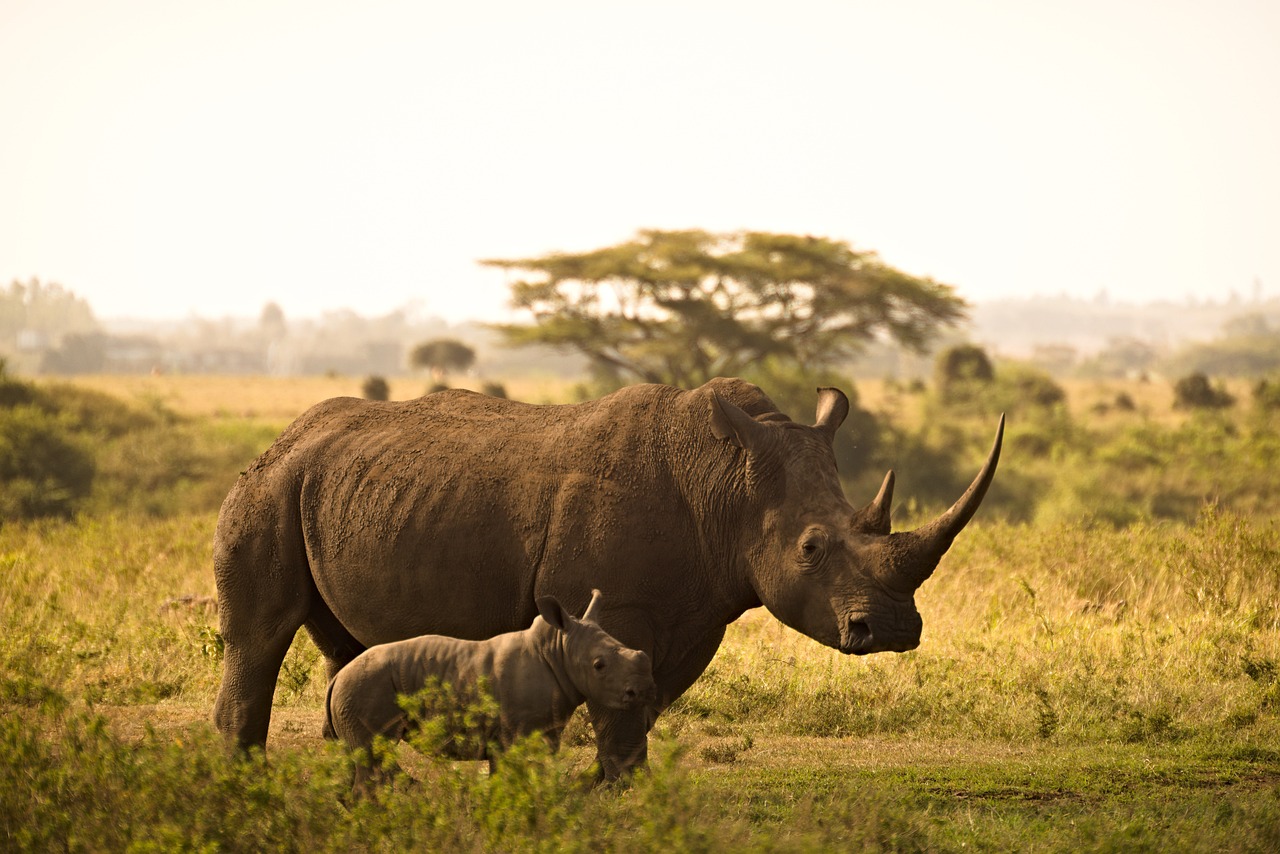 Collares con inteligencia artificial para proteger a los rinocerontes en Sudáfrica