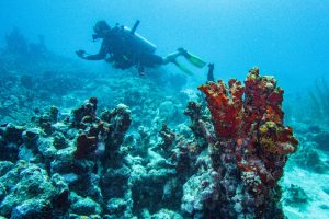 ARUBA-ENVIRONMENT-REEF