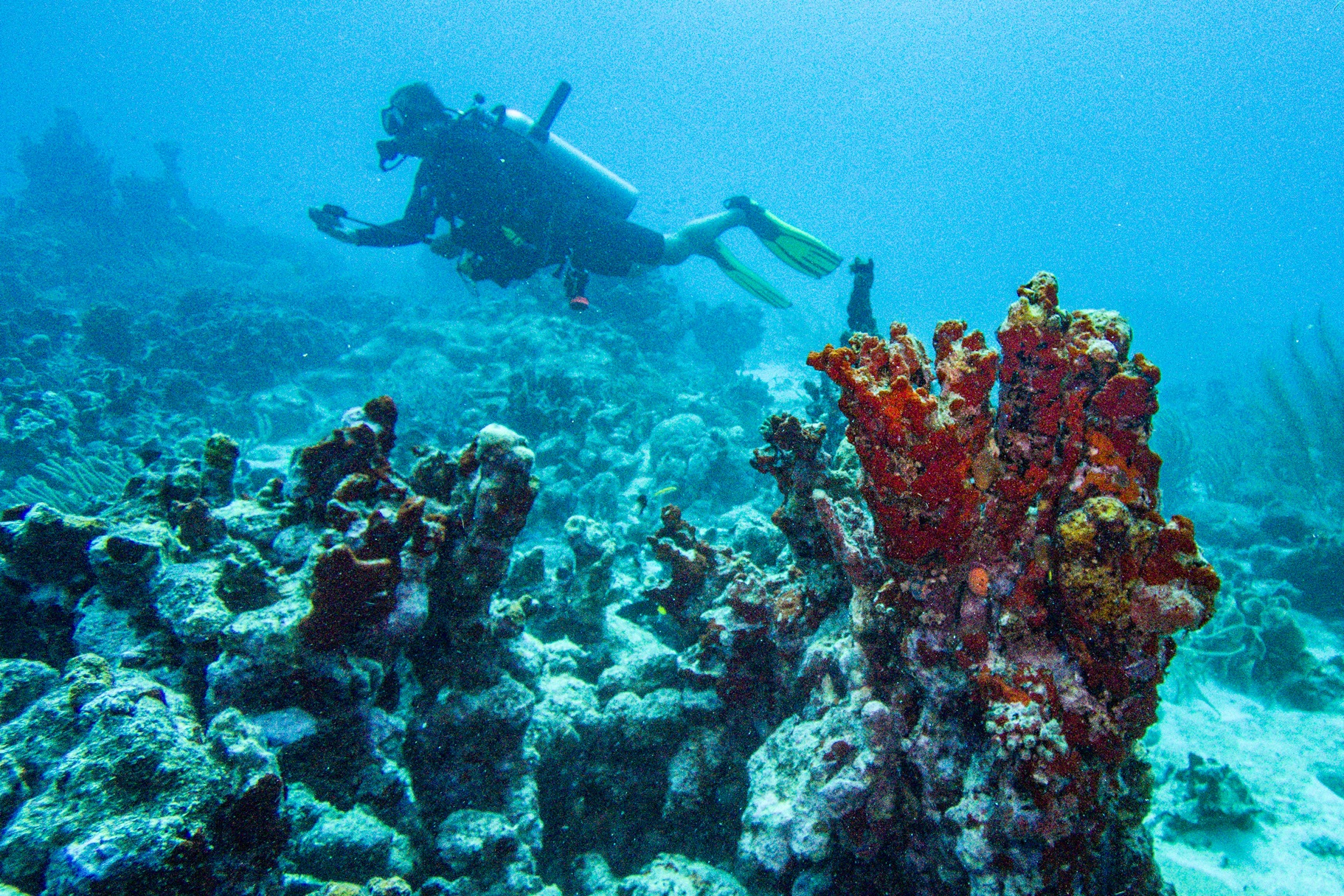 El mundo del buceo, preocupado por el blanqueamiento de corales