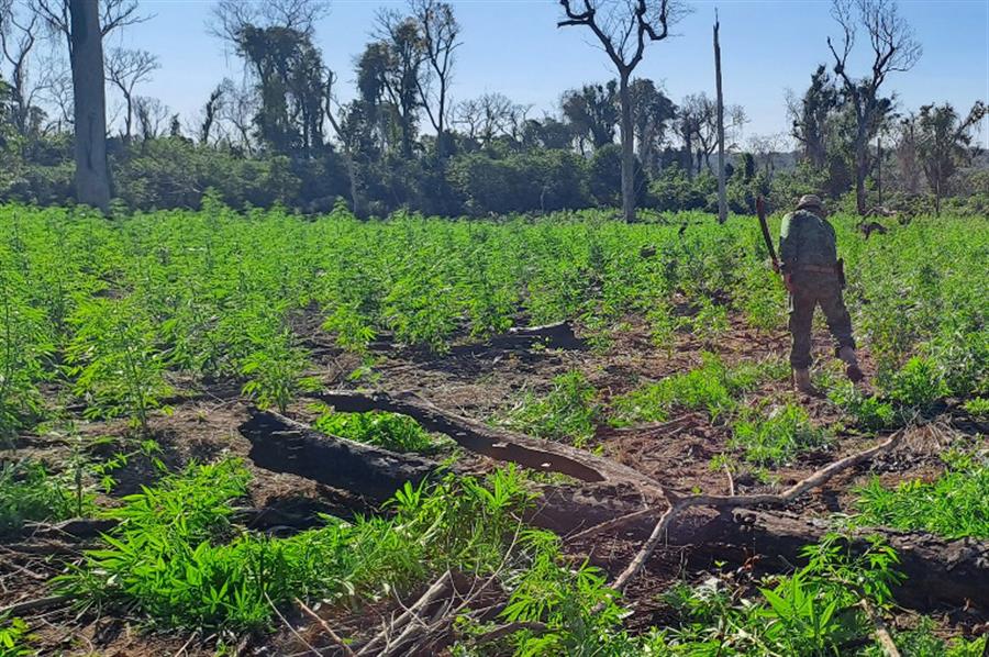 La expansión de los cultivos de marihuana amenaza un bosque megadiverso en Paraguay