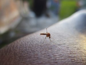 198-6-CIENCIA_Dengue Perú_