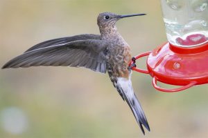 La apariencia engañaba: no hay una, sino dos especies de colibrí gigante distintas