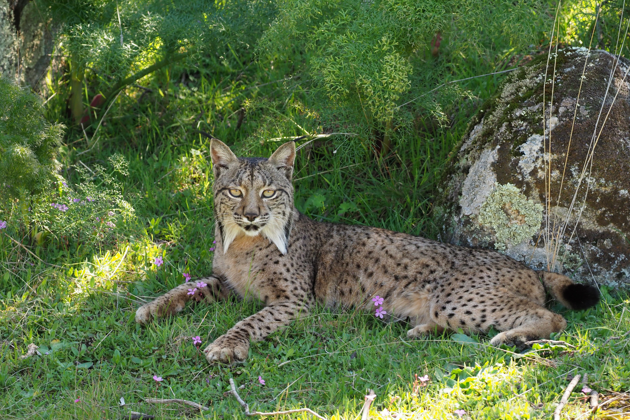 La población del amenazado lince ibérico se duplicó en tres años