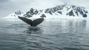 653-1-CIENCIA_Cómo suenan los animales en la Antártida_jpg