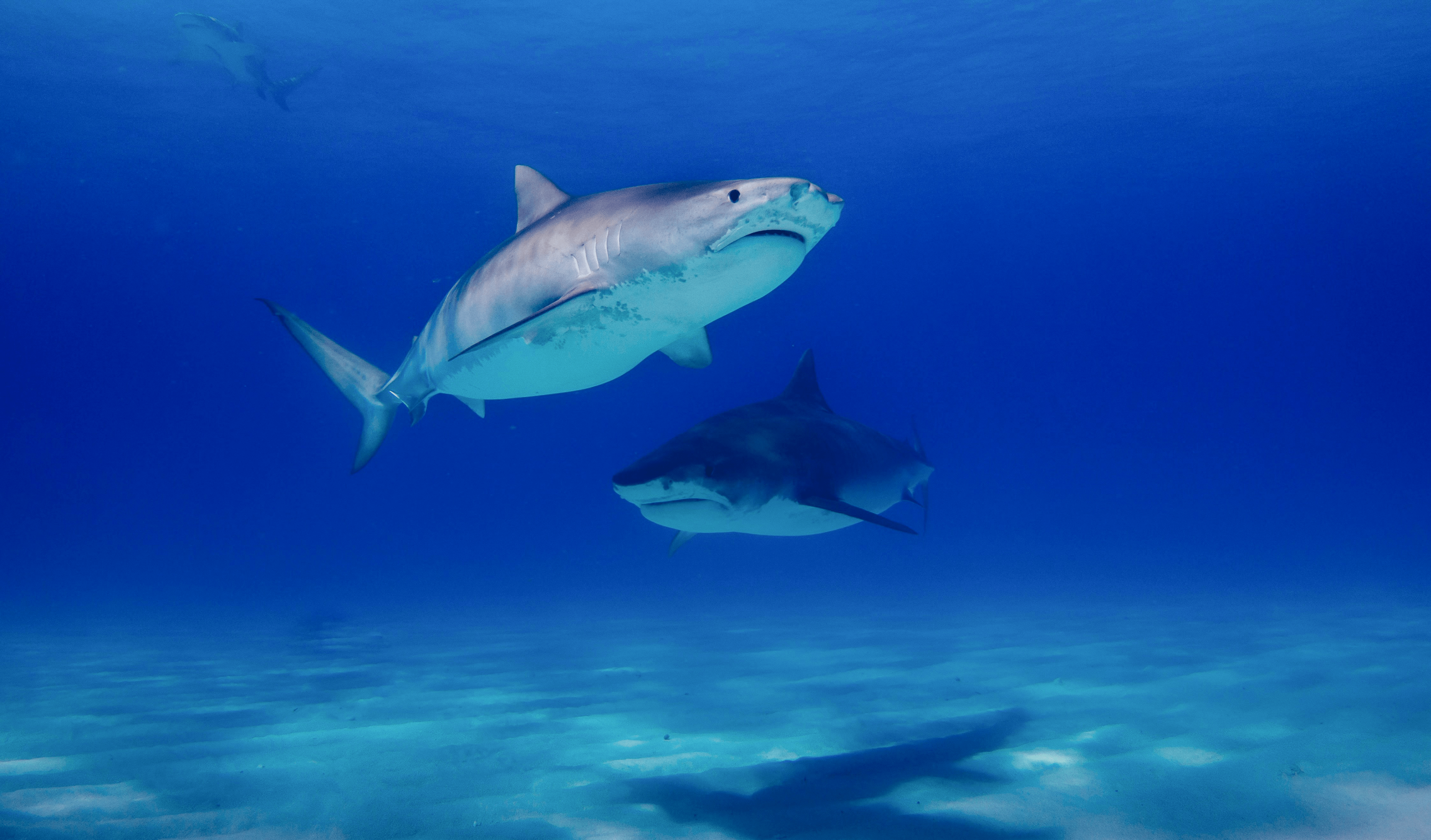 Florida, capital mundial de las mordeduras de tiburón