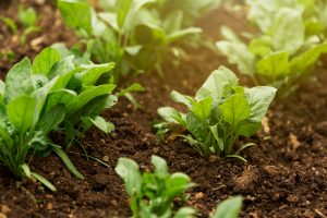 655-4-TECNOLOGÍA_Cultivo Biochart__a href=_https___www.freepik.es_foto-gratis_plantas-alto-angulo-hojas-verdes_8664356.htm#fromView=search&page=1&position=43&uuid=191437e0-44c1-4575-bafc-6d8ccb3d5ab6__Imagen d