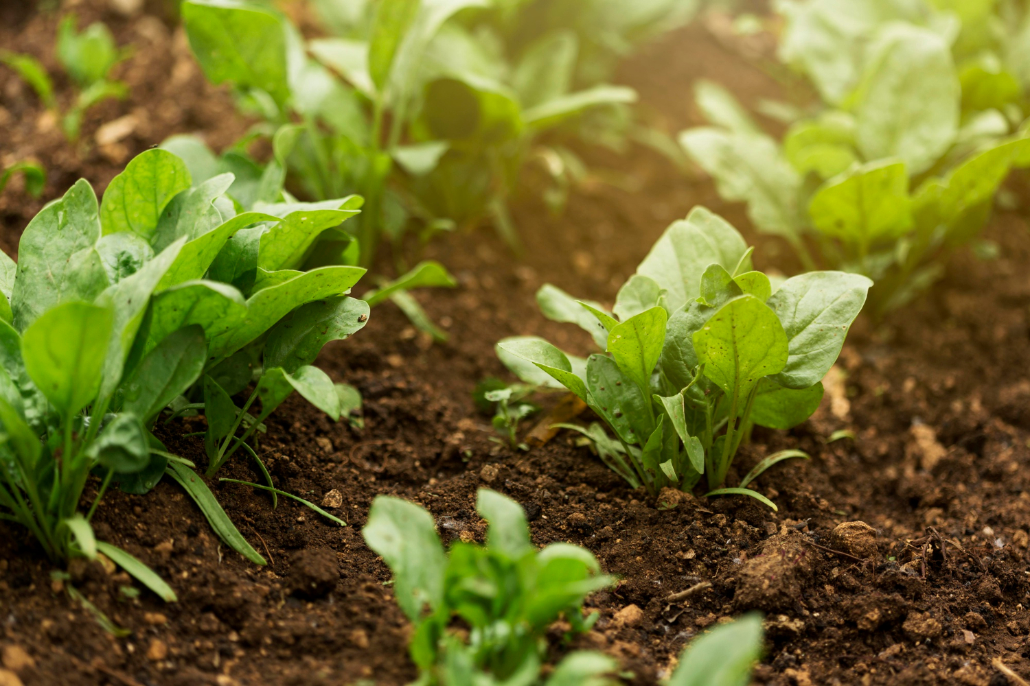 Investigadores promueven la sostenibilidad agrícola con el uso de biocarbón