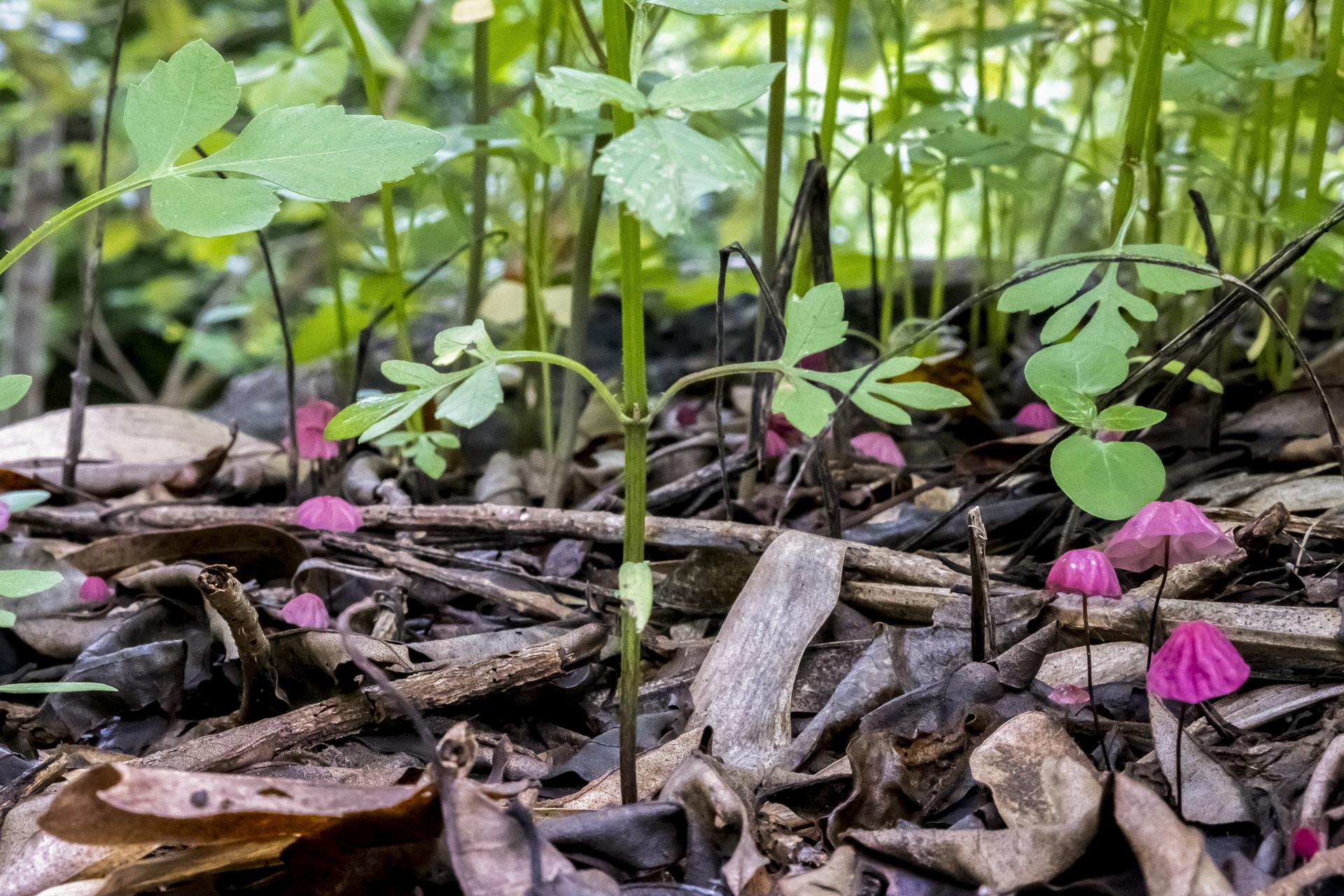 La comunidad de Njukiri en Kenia se une para restaurar su bosque