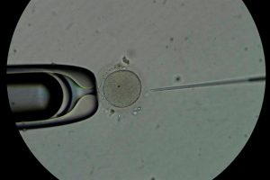 Científicos nipones logran generar precursores de espermatozoides y óvulos con células iPS