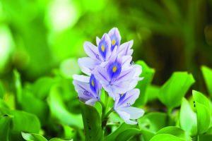 Microbios-para-transformar-el-jacinto-de-agua-en-hidrogeno-verde