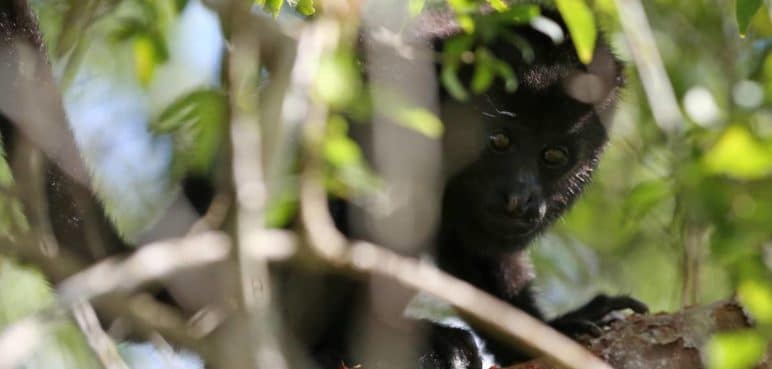 Se confirma el deceso de 157 monos aulladores en sureste de México