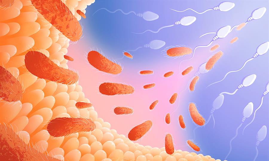 Hallan en ratones vínculo entre la microbiota intestinal del padre y la salud de los hijos