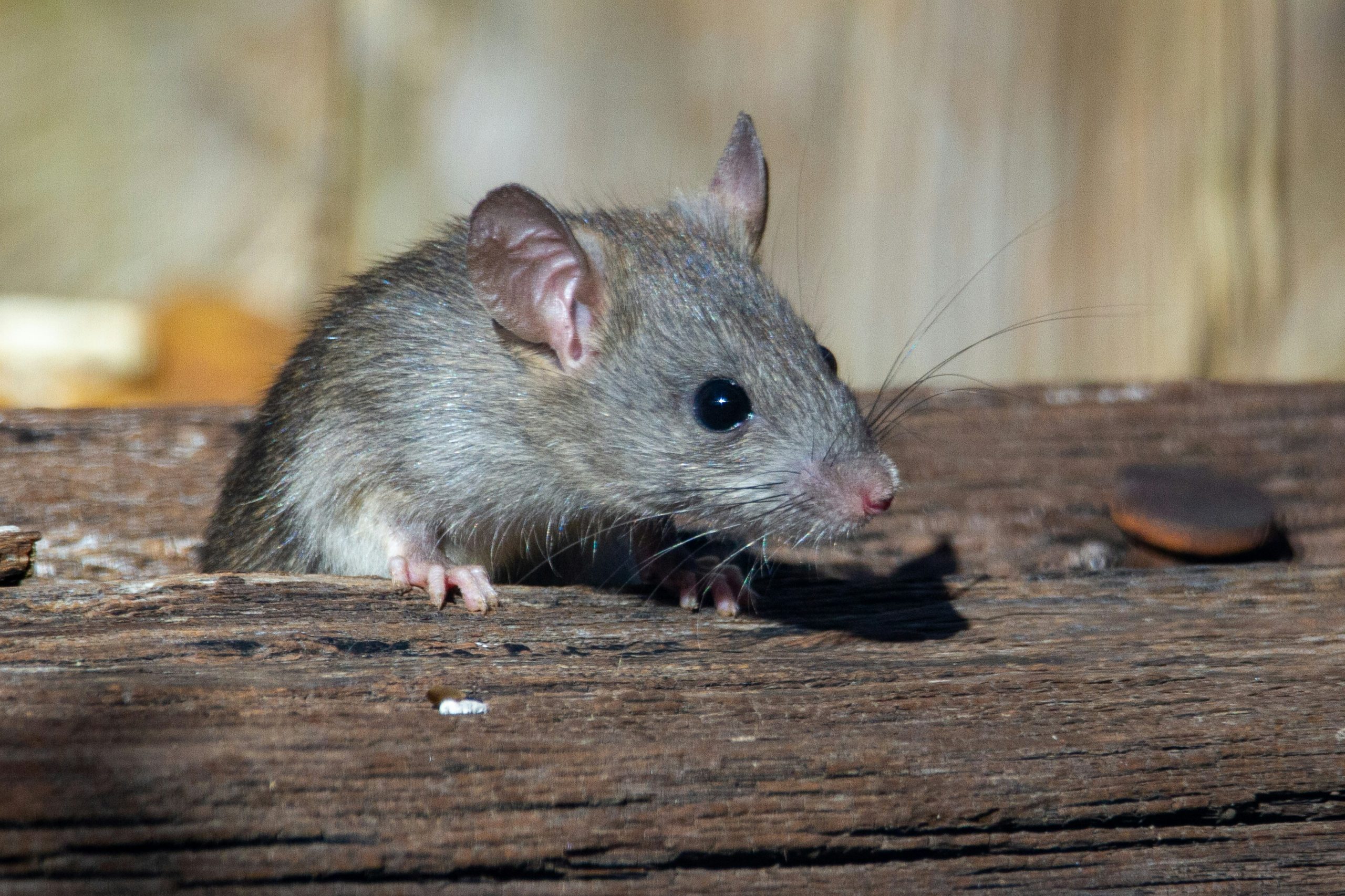 Las ratas tienen oído musical