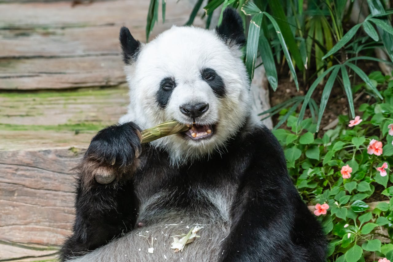 Avistado en China por primera vez en 6 años raro ejemplar salvaje de oso panda pardo