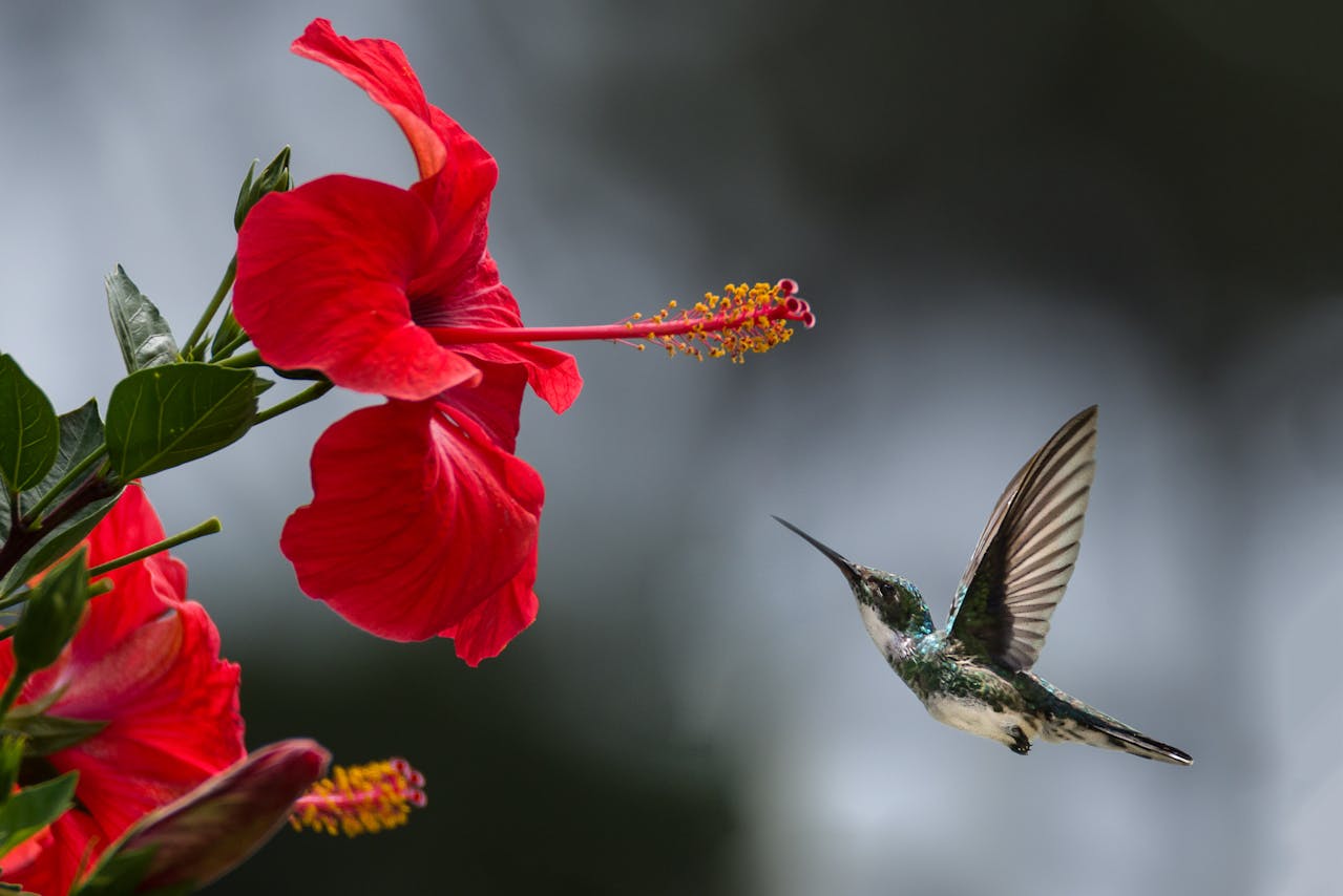 Un agudo sentido del tacto permite a los colibríes flotar sobre las flores sin rozarlas