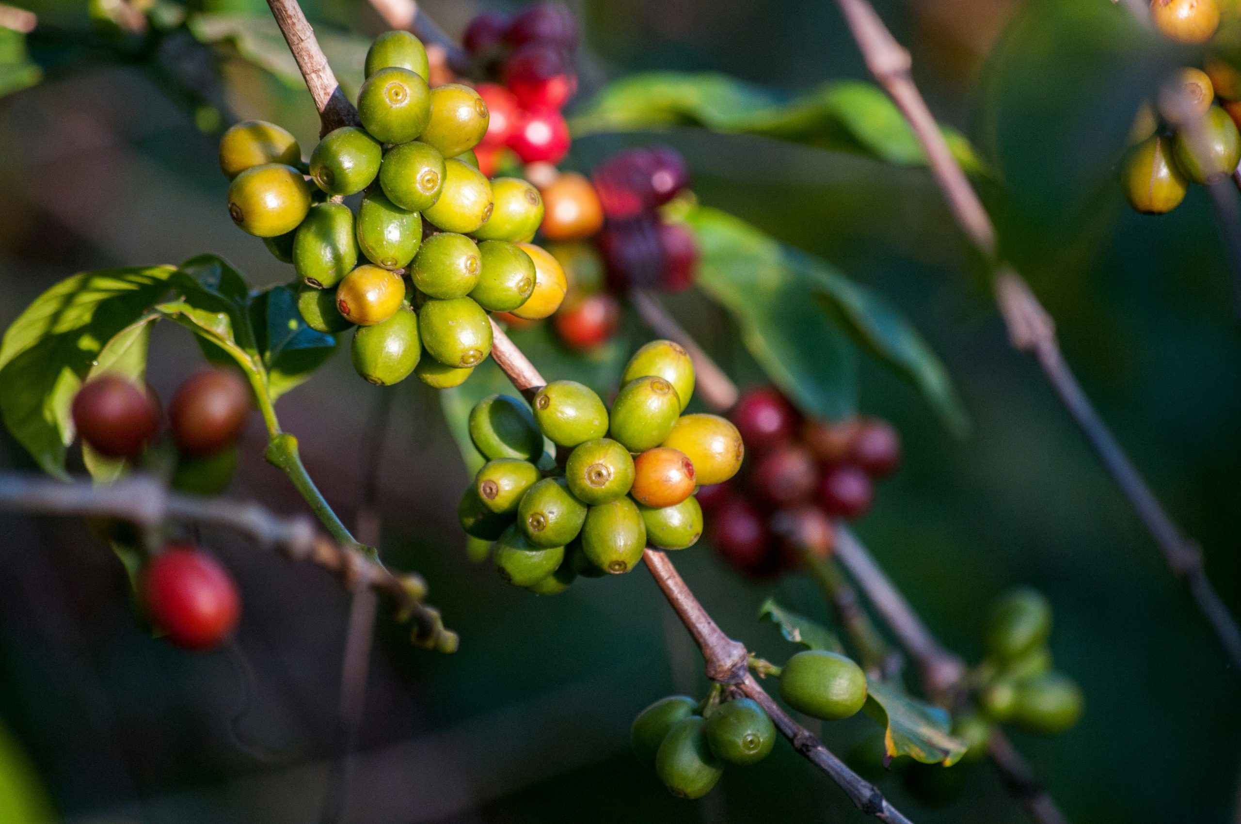 Productores negros de café, en busca de una «reparación histórica» en Brasil