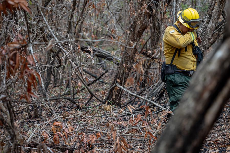 La selva maya de Guatemala registra pérdidas incalculables tras 62 días de incendios