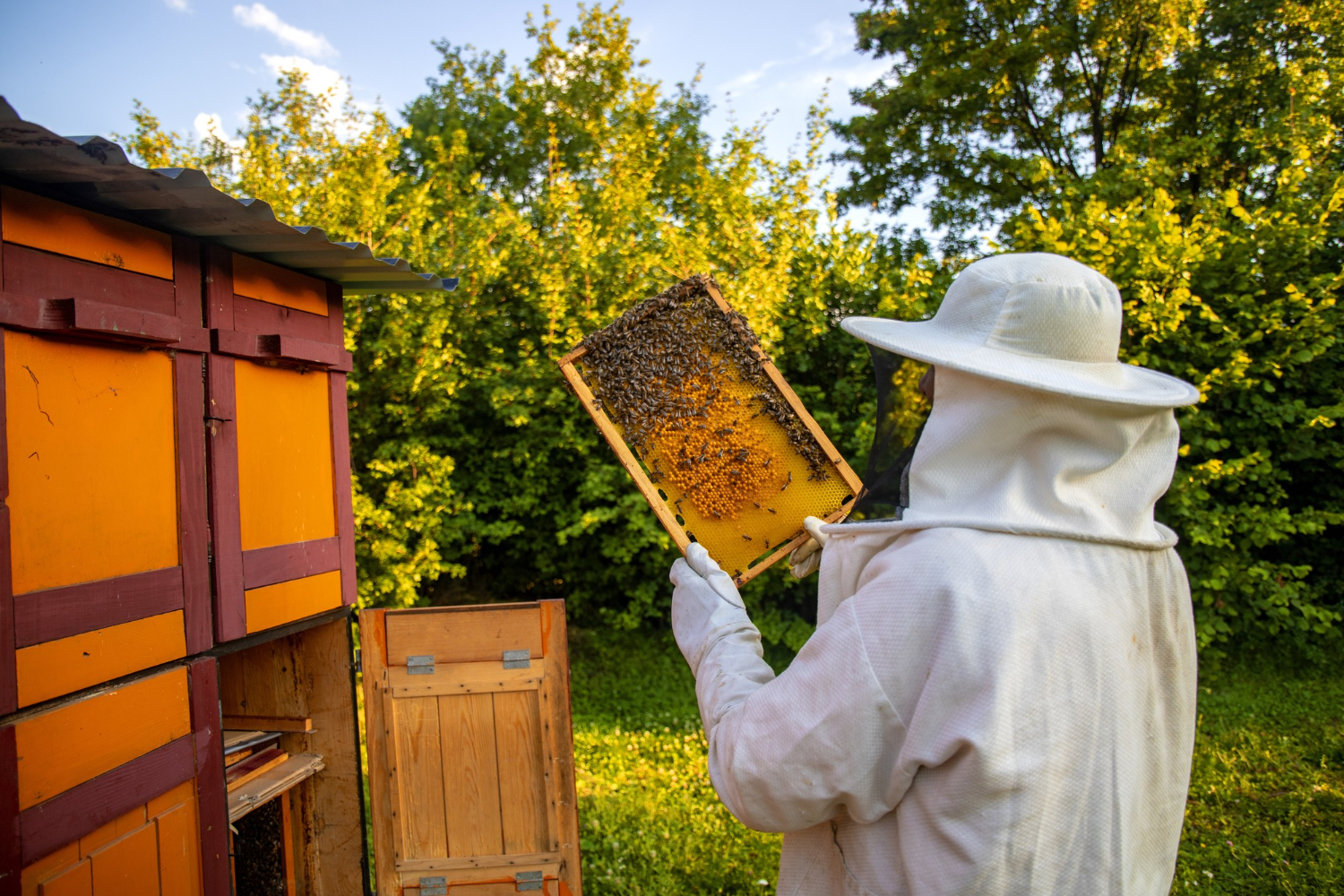 Apicultores peruanos destacan beneficios de miel de abeja para la salud