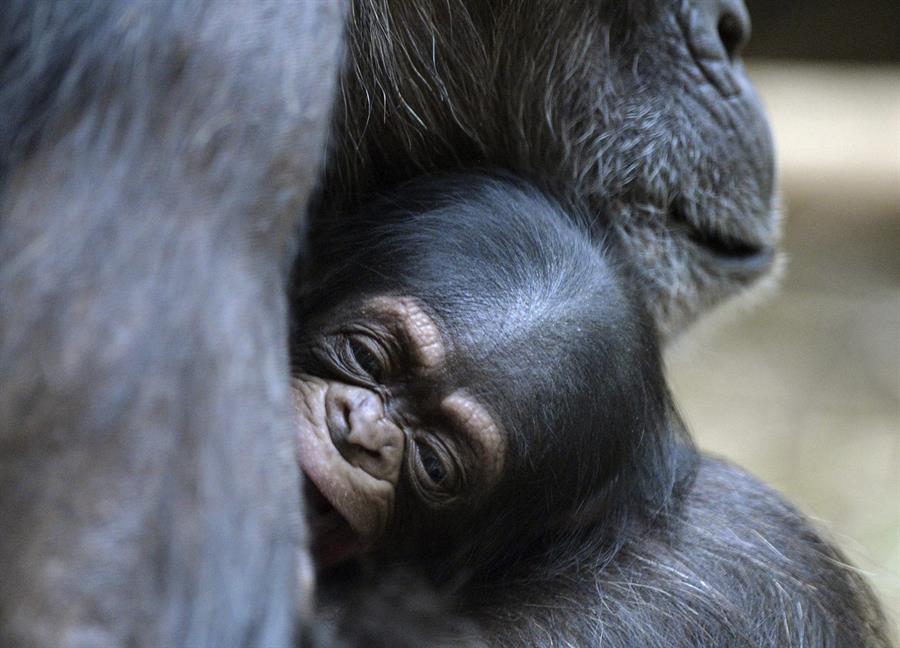 Los chimpancés salvajes ingieren plantas medicinales que tratan enfermedades y heridas