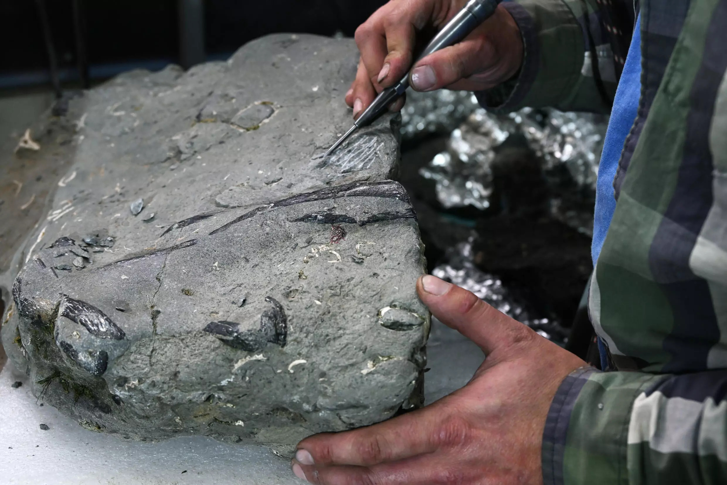 Científicos chilenos descubren un esqueleto casi completo de un elasmosaurio