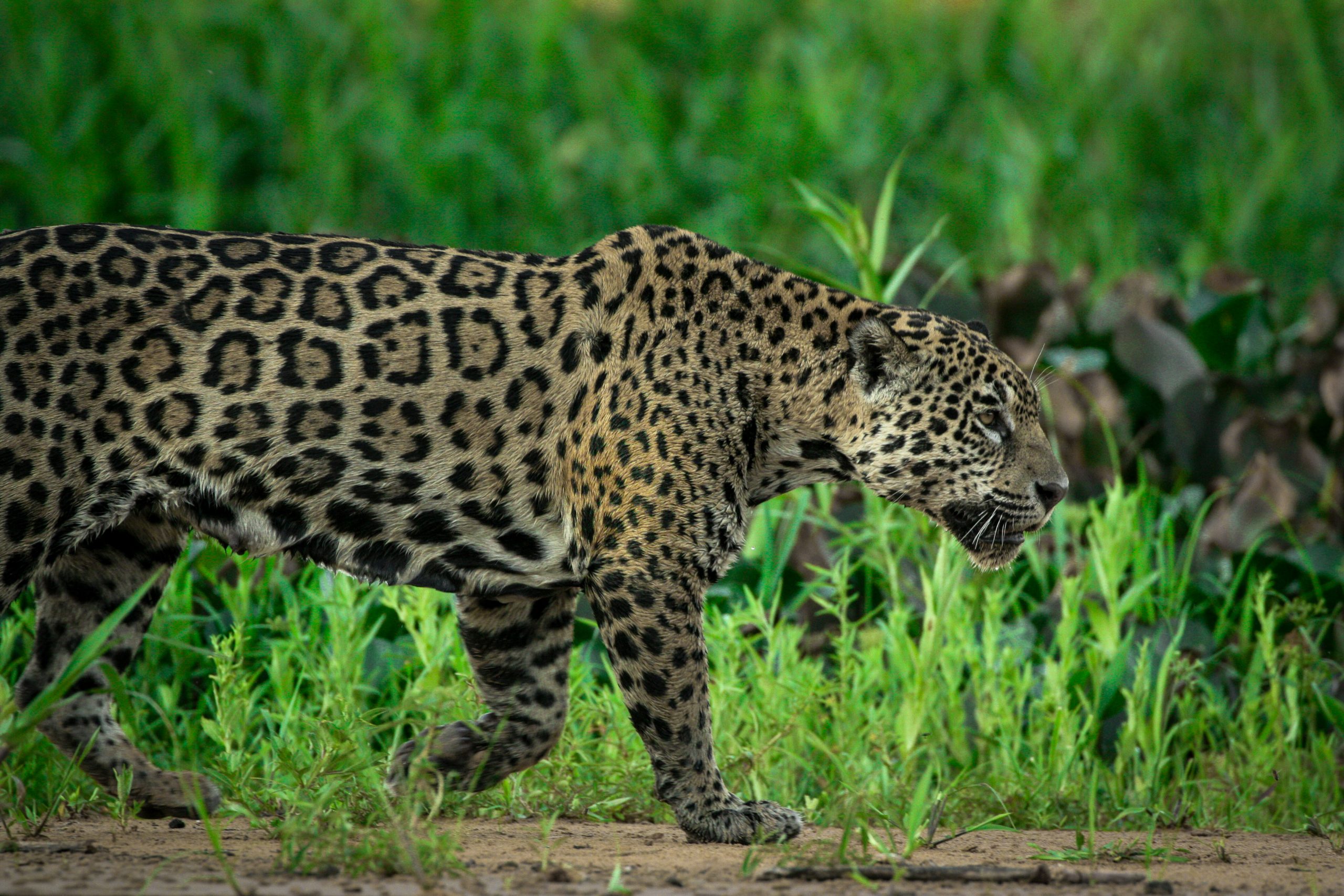 La conservación del jaguar en los Esteros del Iberá: un esfuerzo colosal