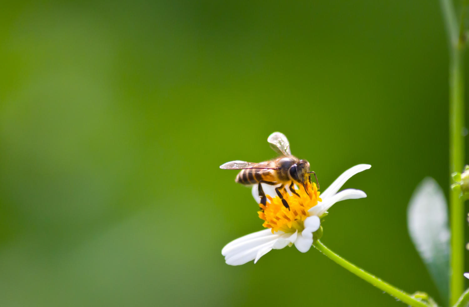 La disminución de abejas amenaza el equilibrio de los ecosistemas