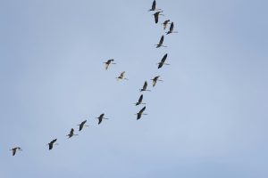 664-8-TECNOLOGÍA_AVES MIGRATORIAS _jpg