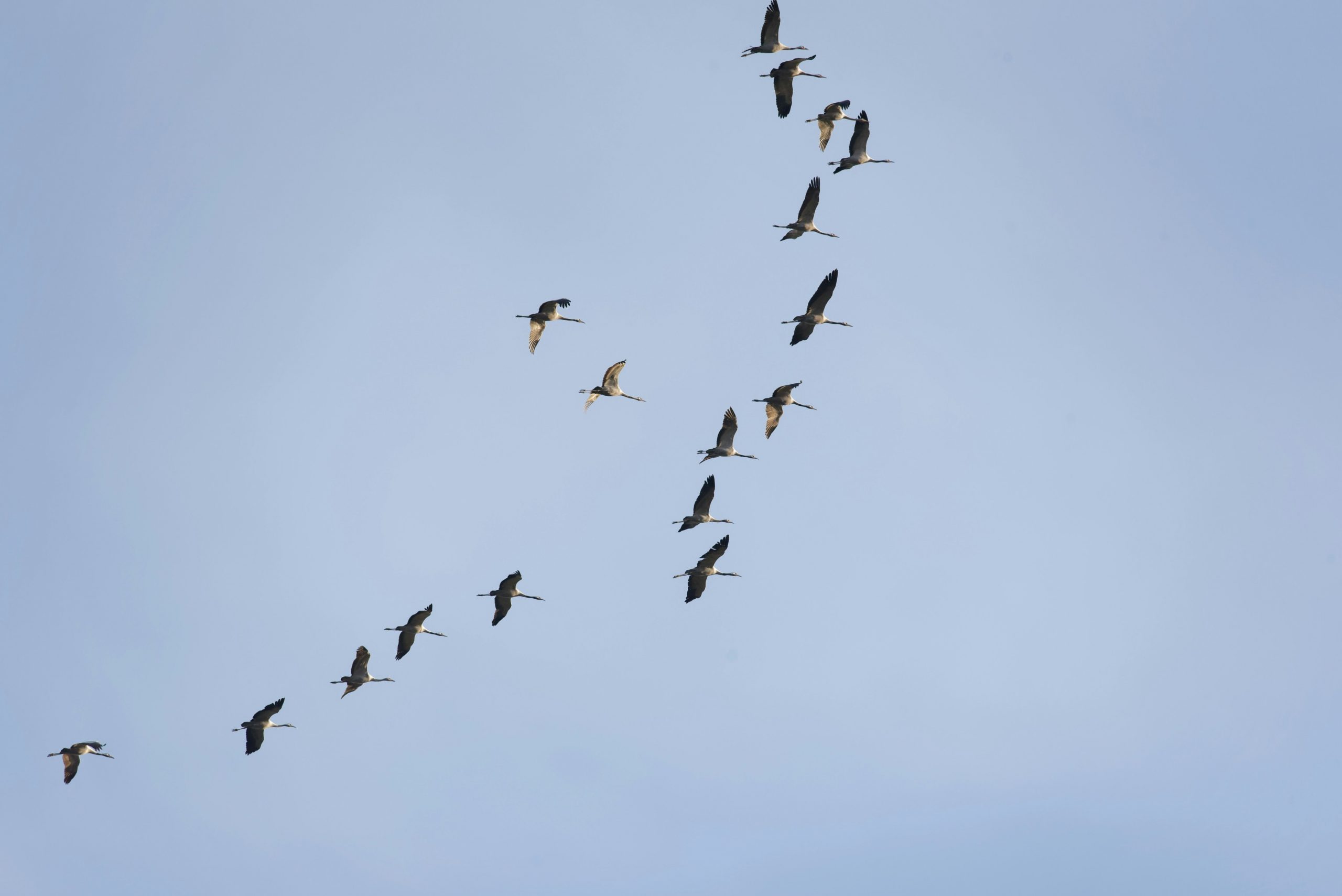 Aves migratorias encuentran refugio en el revitalizado río Mudanjiang