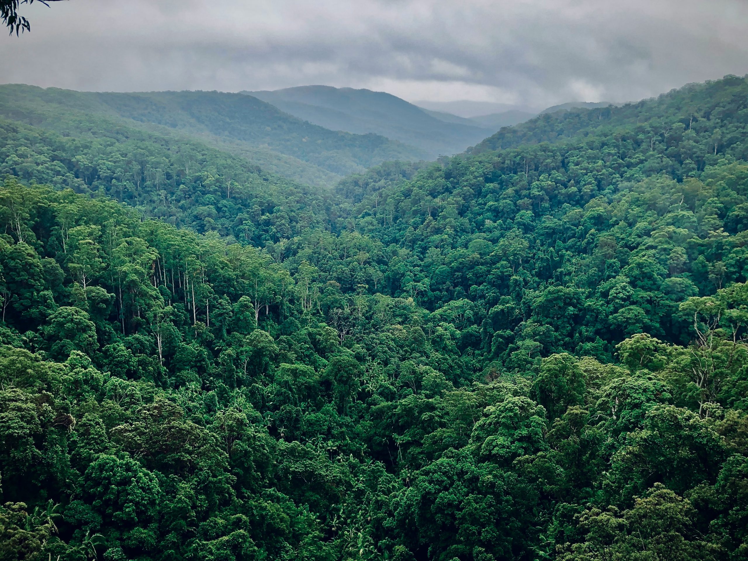 La Mosquitia Hondureña sufre grave impacto ambiental por deforestación ilegal