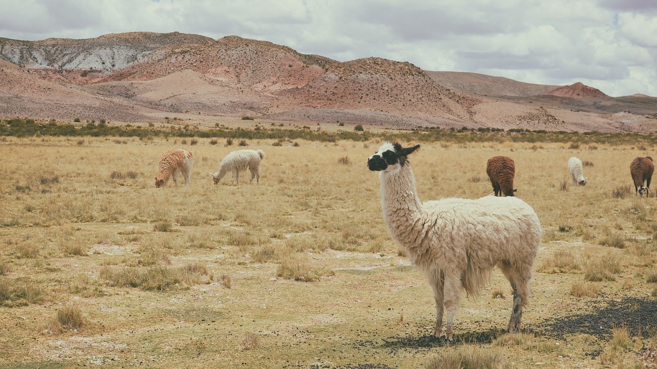 Bolivia reúne saberes para preservar el hábitat de los camélidos