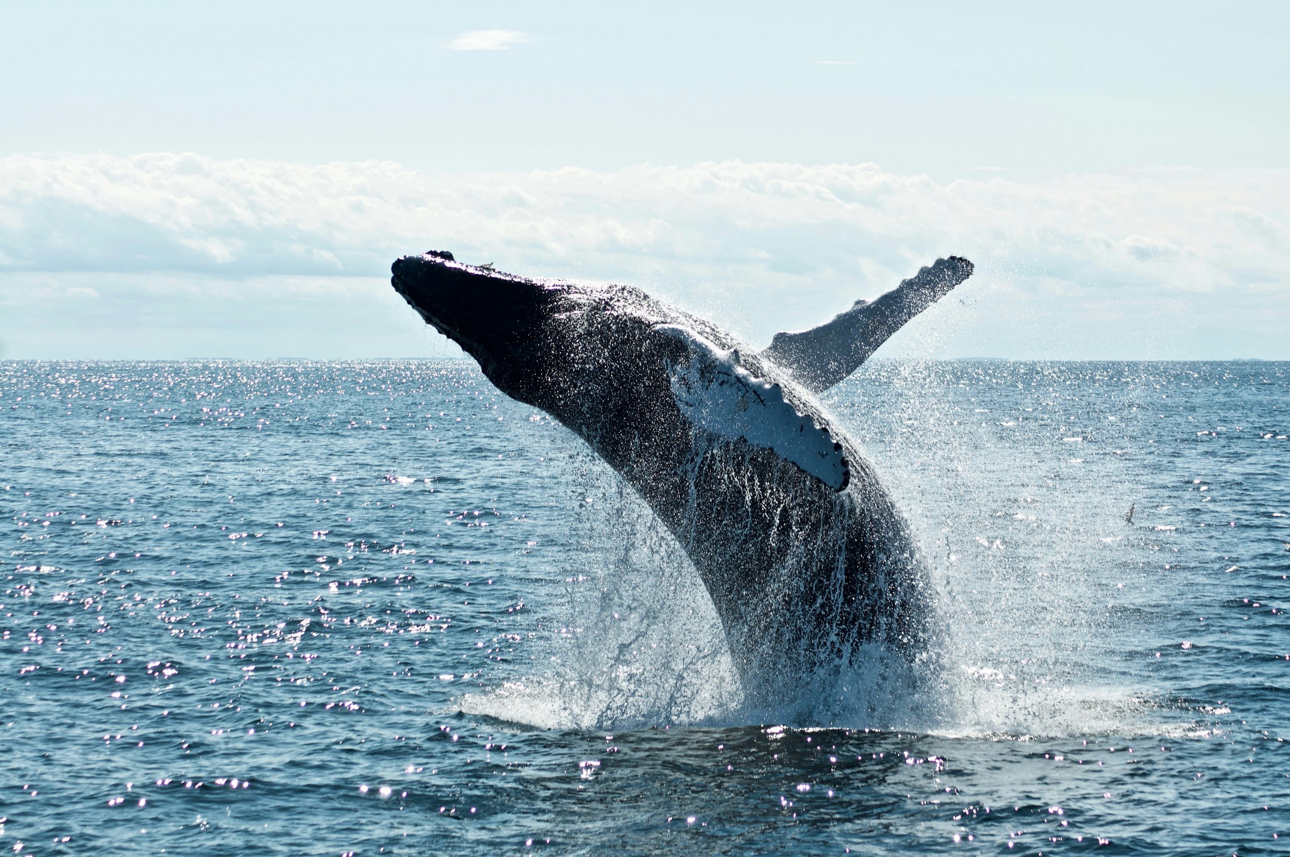 Golfo Dulce, un santuario para ballenas y tiburones en Costa Rica