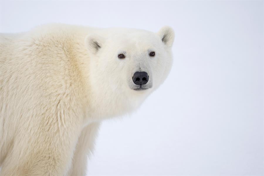 La desaparición de los osos polares de la bahía de Hudson podría ser «inminente»