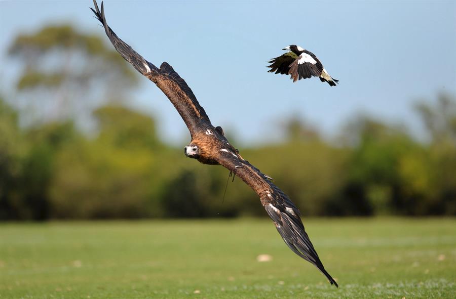 Las aves que vuelan usan sus pulmones para modificar la mecánica del vuelo