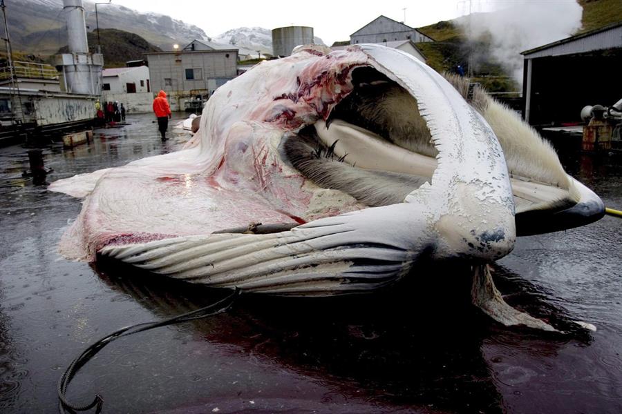 Islandia, Japón y Noruega siguen cazando ballenas, una especie en peligro de extinción