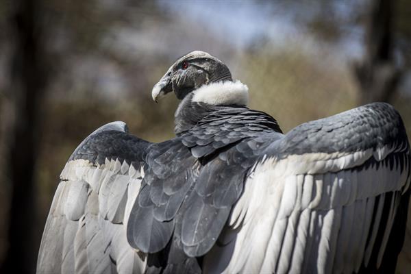 Los esfuerzos para que el cóndor andino siga volando en Bolivia