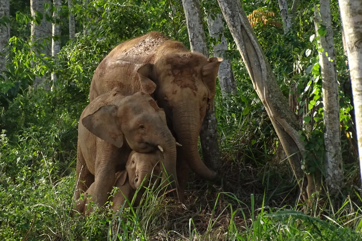 La UICN alerta del peligro de extinción del elefante de Borneo y reptiles de Canarias y Baleares