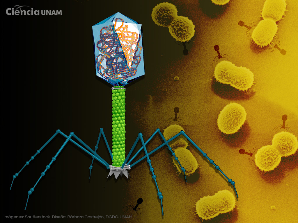 ¡Un virus me protege! El potencial terapéutico de los bacteriófagos