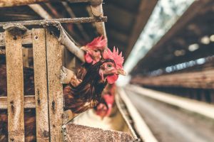 artem-beliaikin-8wtuWVzQbpE-unsplash