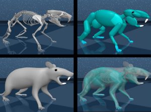 Crean la primera rata virtual para descifrar cómo controla el cerebro el movimiento