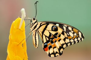boris-smokrovic-iilZhNg5uaQ-unsplash