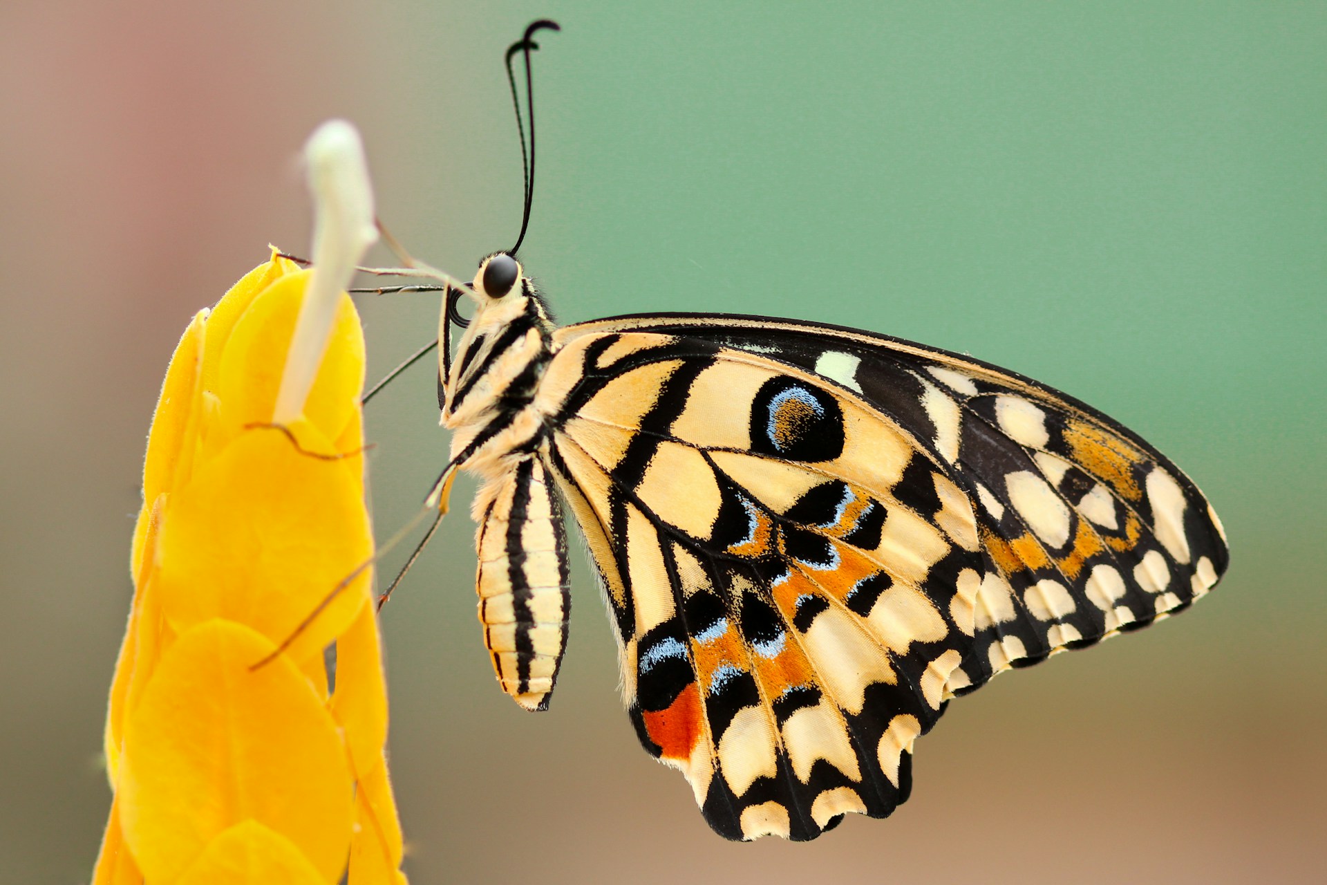 Primera evidencia del viaje transatlántico de un grupo de mariposas